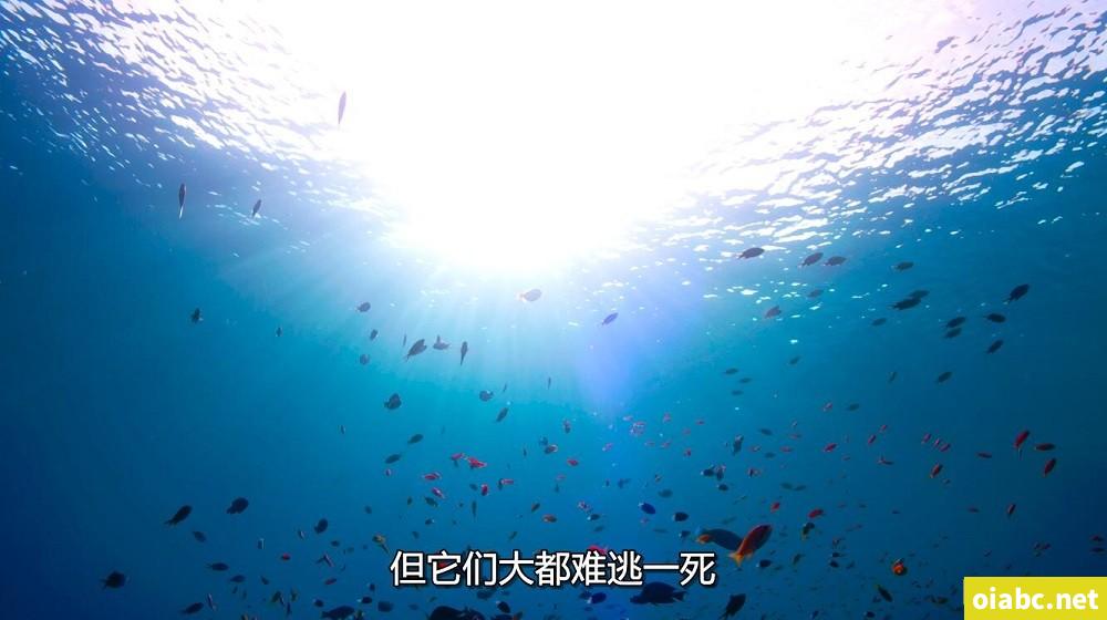 代号山豹电视剧剧照2